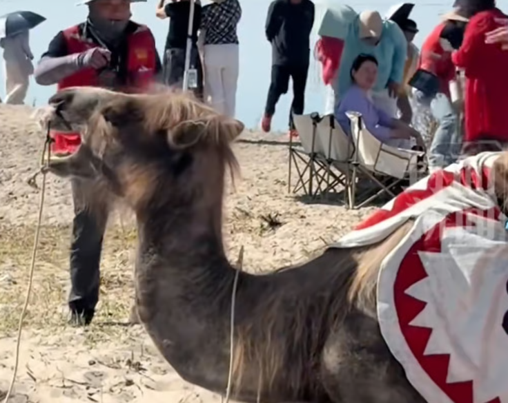 الجمل المنهك